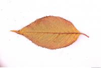 Photo Texture of Leaf 0075